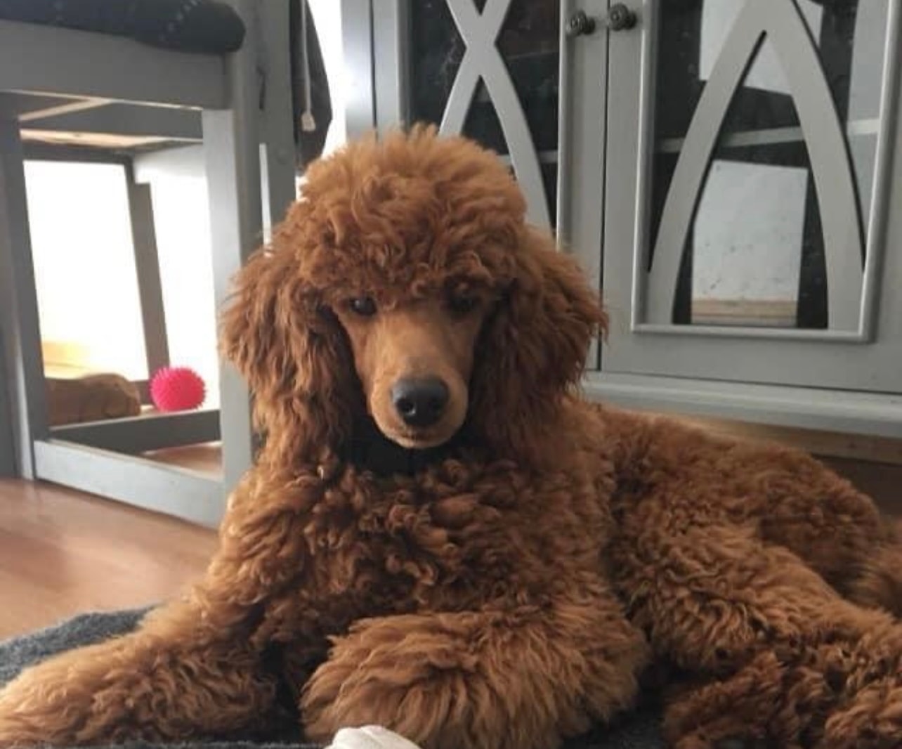 Breeder with poodle outdoors